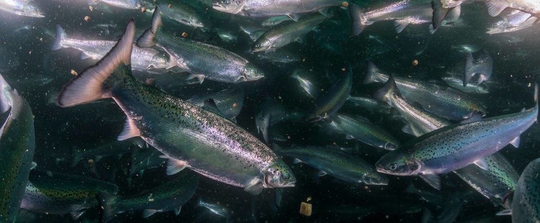 Veramaris wins prestigious “F3 Fish Oil Challenge” for selling more algal omega-3 EPA & DHA and omega-6 ARA this year than any other aquaculture ingredients supplier