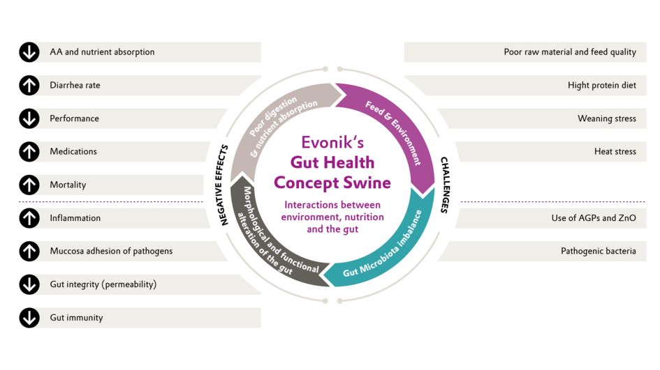 Major pig challenges affected by the complex interaction among environment, nutrition and the gut.